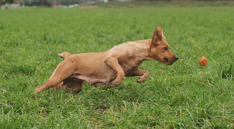 probiotics for dogs 