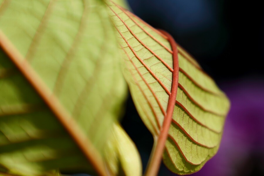 Buy kratom online 