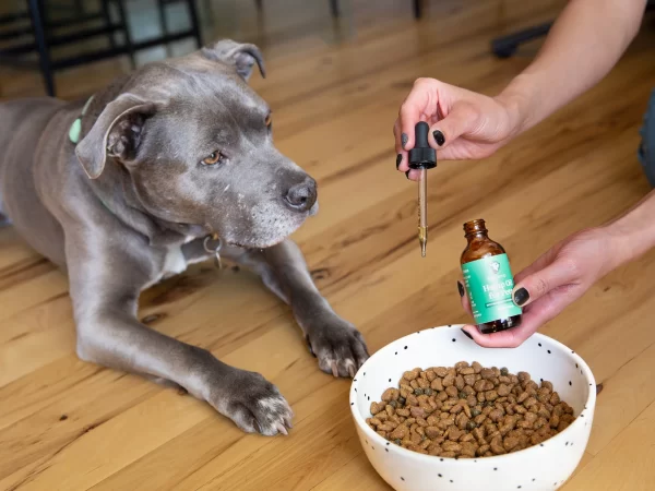 How to Store CBD Oil for Dogs? Tips for Maintaining Freshness and Potency