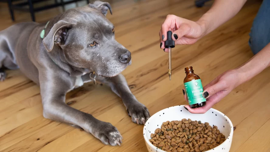 How to Store CBD Oil for Dogs? Tips for Maintaining Freshness and Potency