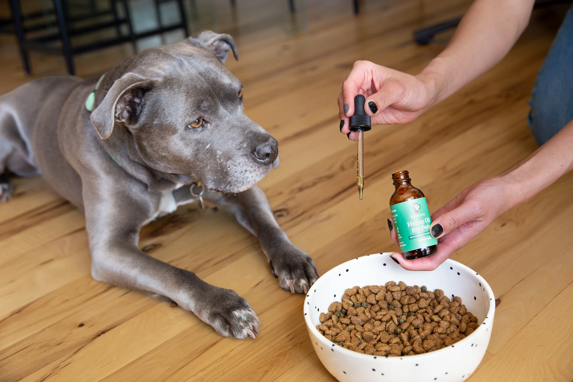 How to Store CBD Oil for Dogs? Tips for Maintaining Freshness and Potency